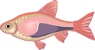 fishcolorful-big-vector-collection-of-different-fish-313099
