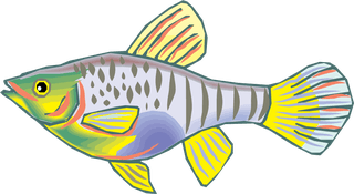 fishcolorful-big-vector-collection-of-different-fish-178090