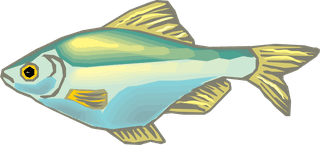 fishcolorful-big-vector-collection-of-different-fish-244509