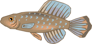 fishcolorful-big-vector-collection-of-different-fish-564963