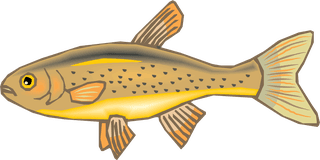 fishcolorful-big-vector-collection-of-different-fish-670133