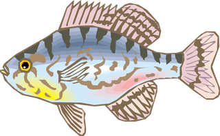 fishcolorful-big-vector-collection-of-different-fish-678782