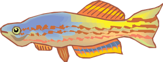 fishcolorful-big-vector-collection-of-different-fish-62244