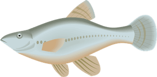 fishcolorful-big-vector-collection-of-different-fish-171864