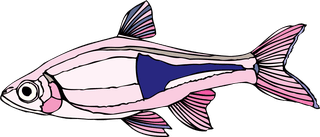 fishcolorful-big-vector-collection-of-different-fish-24312