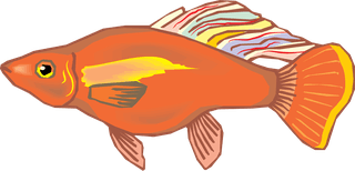 fishcolorful-big-vector-collection-of-different-fish-964830