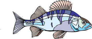 fishcolorful-big-vector-collection-of-different-fish-502081