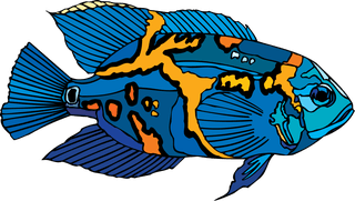 fishcolorful-big-vector-collection-of-different-fish-639187