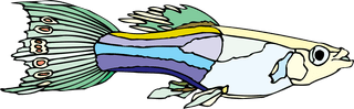 fishcolorful-big-vector-collection-of-different-fish-936108