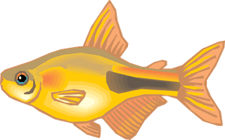 fishcolorful-big-vector-collection-of-different-fish-47911