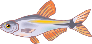 fishcolorful-big-vector-collection-of-different-fish-956294