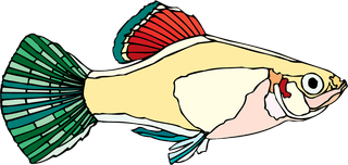 fishcolorful-big-vector-collection-of-different-fish-276111