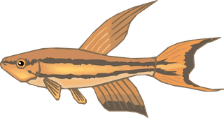 fishcolorful-big-vector-collection-of-different-fish-10302