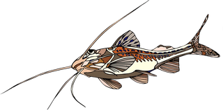 fishcolorful-big-vector-collection-of-different-fish-863209