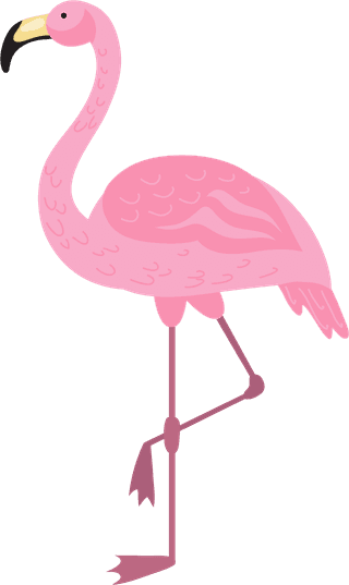 flamingopink-flamingo-bird-different-poses-flat-set-537037