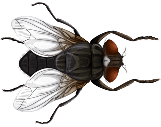 fliesset-insect-character-844716