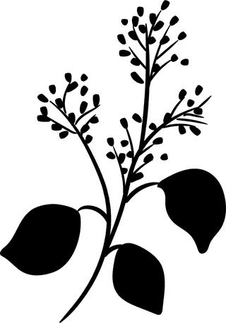 blackdecorative-floral-design-elements-581712