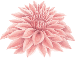 flowerbloom-flower-watercolor-pink-chrysanthemum-white-decorative-use-763299