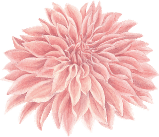 flowerbloom-flower-watercolor-pink-chrysanthemum-white-decorative-use-519409