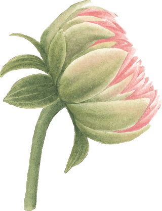 flowerbloom-flower-watercolor-pink-chrysanthemum-white-decorative-use-154168