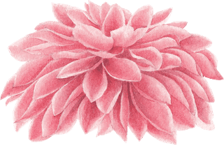 flowerbloom-flower-watercolor-pink-chrysanthemum-white-decorative-use-630732
