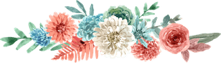 flowerbloom-flower-watercolor-pink-chrysanthemum-white-decorative-use-333885