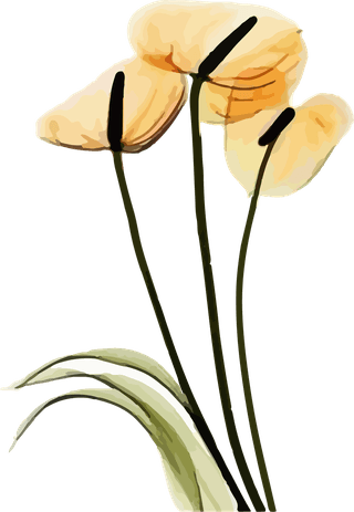 flowersplants-bontanical-watercolor-vector-cover-363905