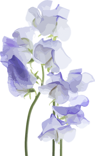 flowersplants-bontanical-watercolor-vector-cover-346536