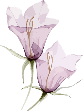 flowersplants-bontanical-watercolor-vector-cover-788176