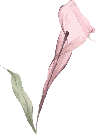 flowersplants-bontanical-watercolor-vector-cover-740708