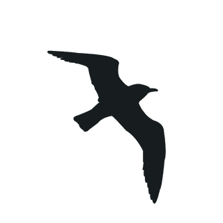 flyingbird-silhouette-black-bird-941042
