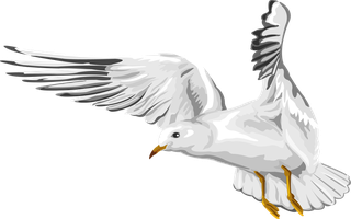 flyingbird-vector-sea-gull-122236