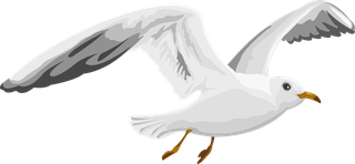 flyingbird-vector-sea-gull-47143