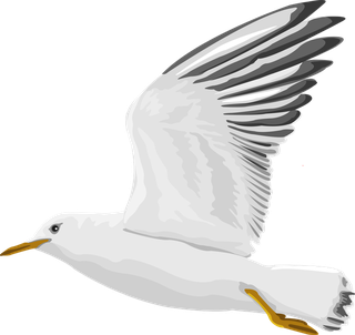 flyingbird-vector-sea-gull-306149