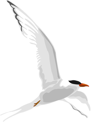 flyingbird-vector-sea-gull-111092