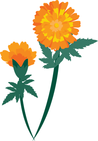 freecalendula-flowers-vector-969476