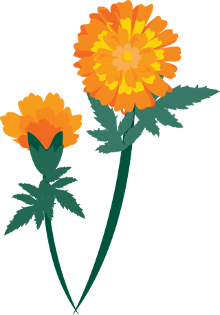 freecalendula-flowers-vector-969476