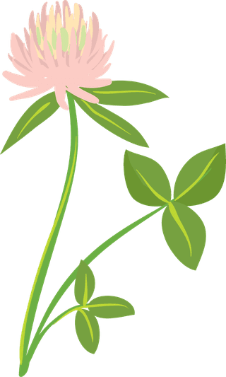 freeflowers-vectors-including-calendula-st-john-s-wort-clover-in-differ-630993