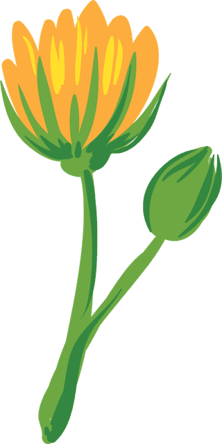 freeflowers-vectors-including-calendula-st-john-s-wort-clover-in-differ-974482