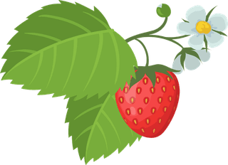 freshripe-strawberry-whole-sliced-juicy-red-summer-berries-with-leaves-isolated-white-flat-illu-745698