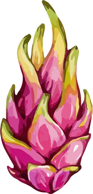 fruitdragon-fruit-color-vector-469909