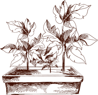 handdrawn-gardening-plant-sketches-863936