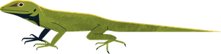 geckoreptile-creatures-icons-salamanders-gecko-sketch-colorful-design-27352