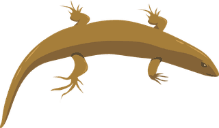 geckoreptile-creatures-icons-salamanders-gecko-sketch-colorful-design-592929