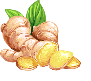 gingerset-vector-illustration-fresh-ginger-root-sliced-flower-ginger-tea-746597