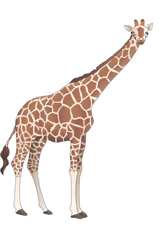 giraffeanimal-models-and-silhouette-vector-63295