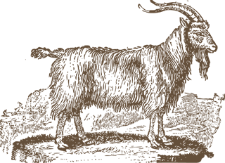 goatvintage-sheep-illustrations-948007
