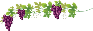 grapevines-various-food-with-grapes-vector-set-845770