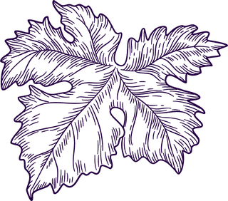 grapesset-vineyard-collection-wine-grapes-leaves-vector-284386