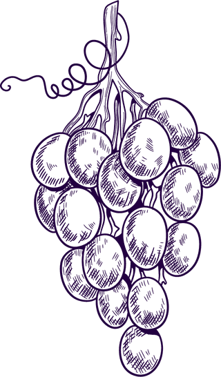grapesset-vineyard-collection-wine-grapes-leaves-vector-567846